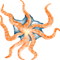 watercolor octopus sea animal png