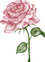 aquarela rosa rosa png