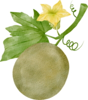 imágenes prediseñadas de melón acuarela png