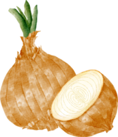 watercolor onion vegetable clip art png