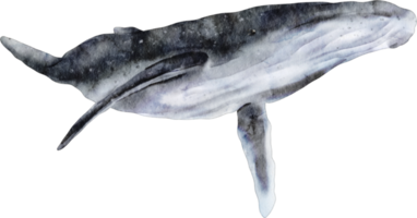 aquarelle baleine clipart animal marin png