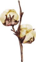 flor de algodón acuarela png