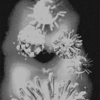 Imagen de 4k, virus. vista microscópica de virus. células, blanco y negro foto