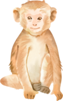 clipart de aquarela de macaco png