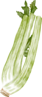 watercolor celery vegetable png