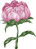 fleur de pivoine aquarelle png