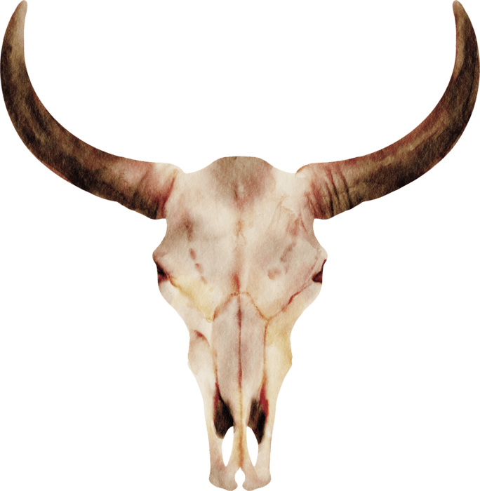 Bull Skull PNGs for Free Download