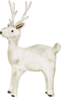 acquerello cervo bianca png