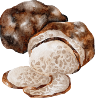 élément d'art clipart champignon truffe png