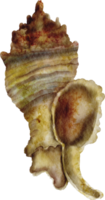 watercolor sea shell png