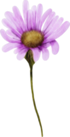 flor de áster aquarela png