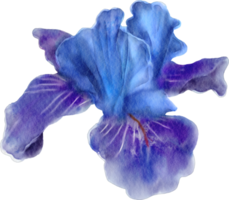 flor de iris acuarela png