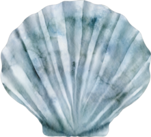 aquarelle coquille mer océan png