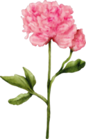 flor de peonía acuarela png