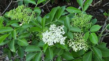 White small flowers of elderberry in an inflorescence on a green bush. video