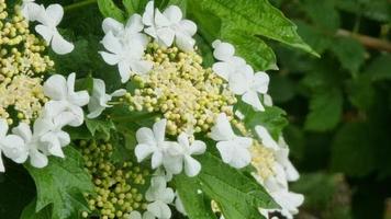 flores brancas de viburno em inflorescência em um close-up de arbusto verde. árvores frutíferas floridas na primavera. video