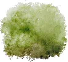 aquarelle buisson vert png