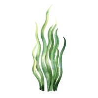 aquarela algas verdes png