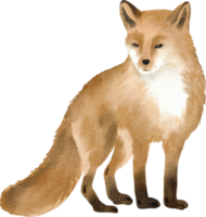 clipart de renard aquarelle png