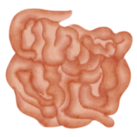 imágenes prediseñadas de intestino delgado png
