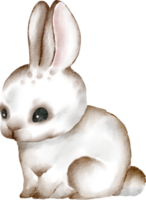 watercolor cute rabbit png