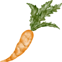 vegetal de cenoura em aquarela png