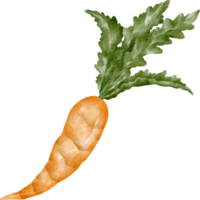 watercolor carrot vegetable png