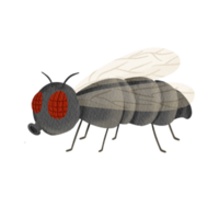 insecto insecto acuarela png