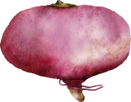 watercolor turnip vegetable png