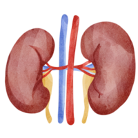 kidneys clip art png