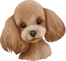 cachorro poodle aquarela png