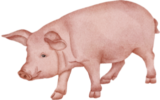 imágenes prediseñadas de cerdo acuarela png