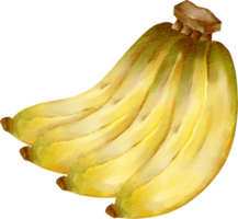 fruta de plátano acuarela png