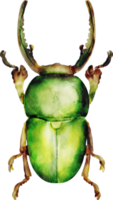 watercolor green beetle png