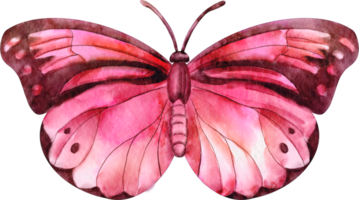 acquerello farfalla rosa png