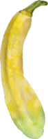 Aquarell Zucchini-Gemüse png