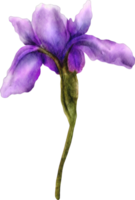 vattenfärg iris blomma png