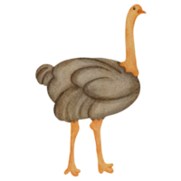 elemento animal avestruz acuarela png