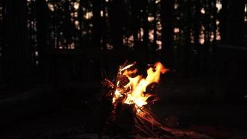 pequeña fogata en la noche oscura en el bosque. fogata ardiente en el bosque de pinos por la noche. video