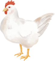 clipart fofo de frango em aquarela png