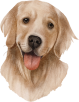 vattenfärg gyllene retriever hund png