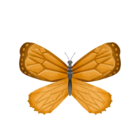 insecte papillon aquarelle png