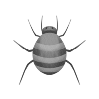 waterverf spin insect png