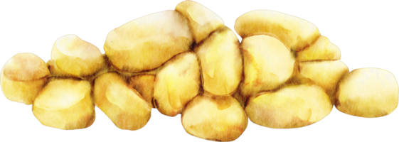 watercolor corn seed png