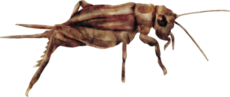 waterverf krekel insect png