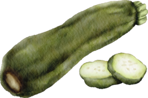 watercolor zucchini vegetable png