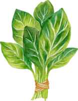 vegetal aquarela espinafre png