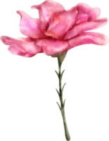 acquerello selvaggio rosa png