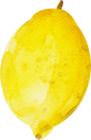 akvarell citron frukt png
