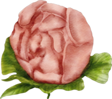 fleur de pivoine aquarelle png